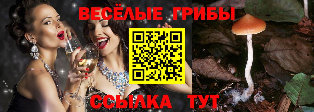 Галлюциногенные грибы Psilocybe Черняховск